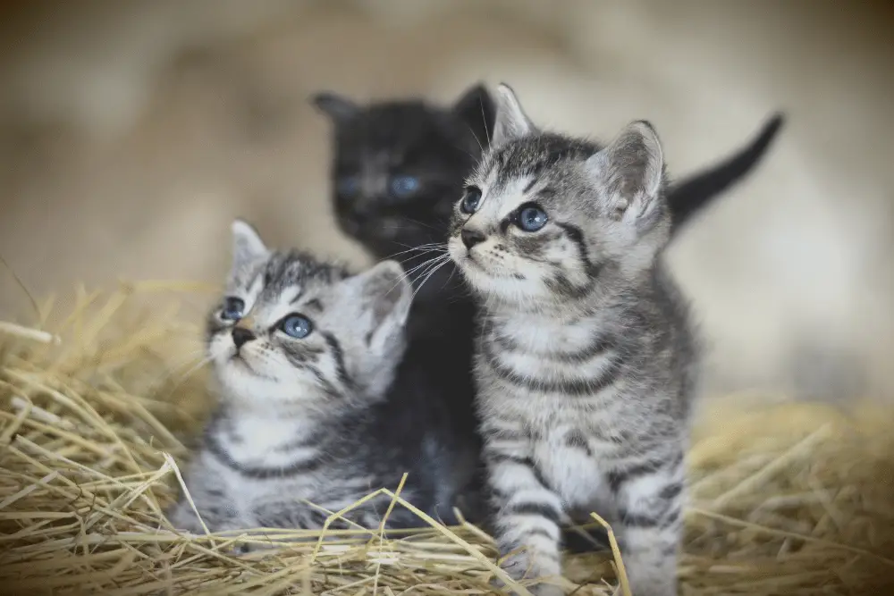 two silver tabby kittens that look like twins, with a black kitten in the background