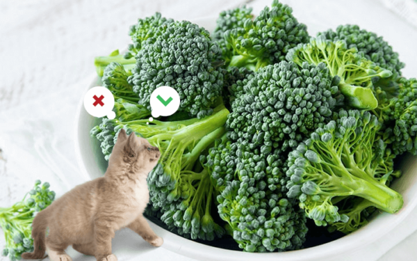 A cat looking at a bowl of cooked broccoli sprouts