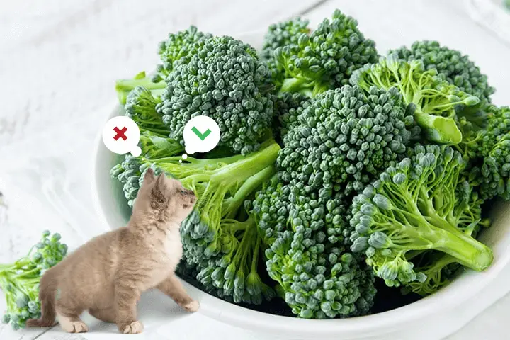 A cat looking at a bowl of cooked broccoli sprouts