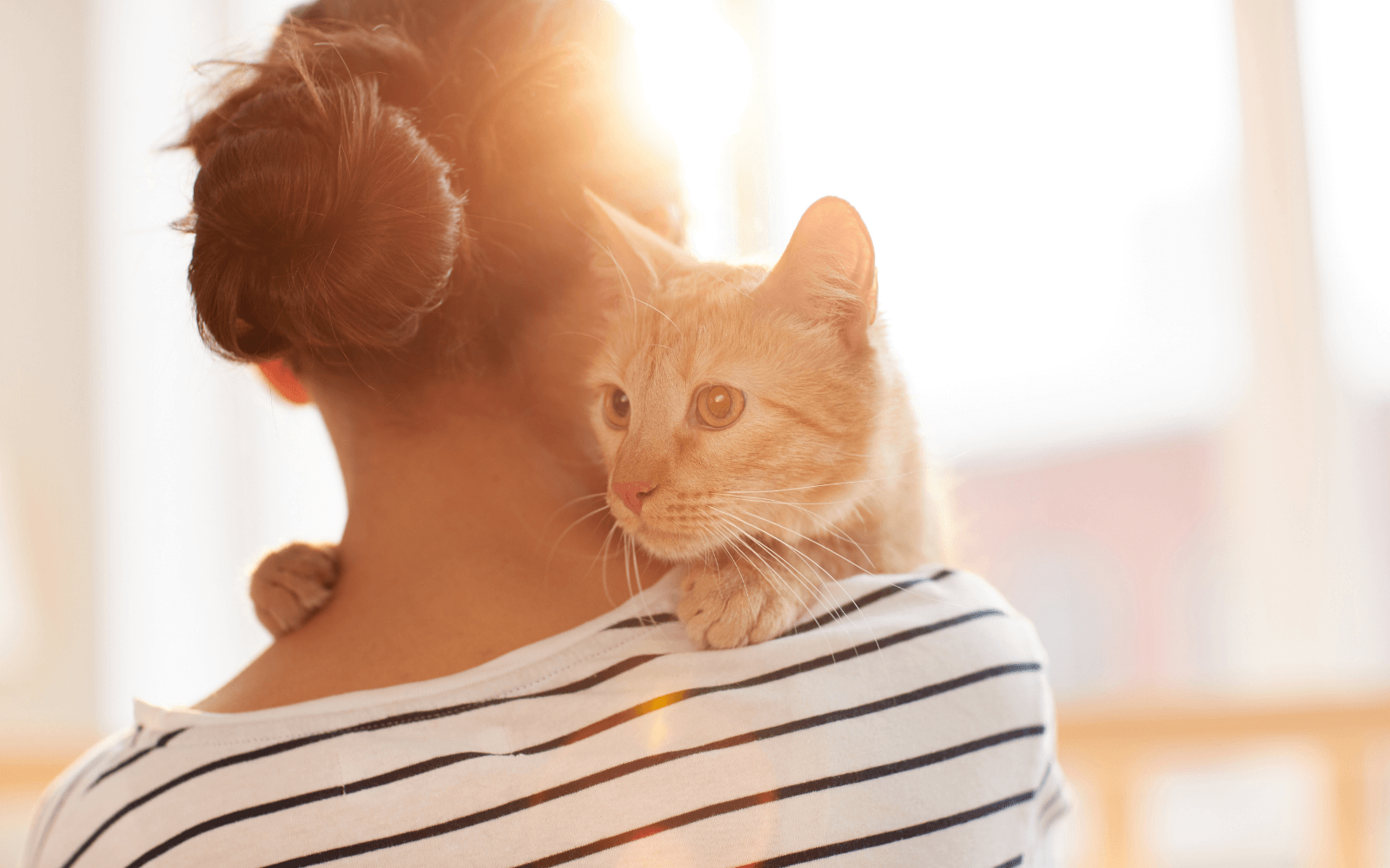 A woman in stripes hugs a ginger cat to say sorry