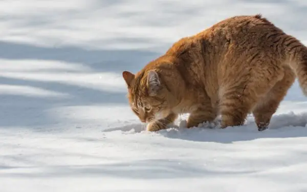 A cat digging a hole in the snow outside