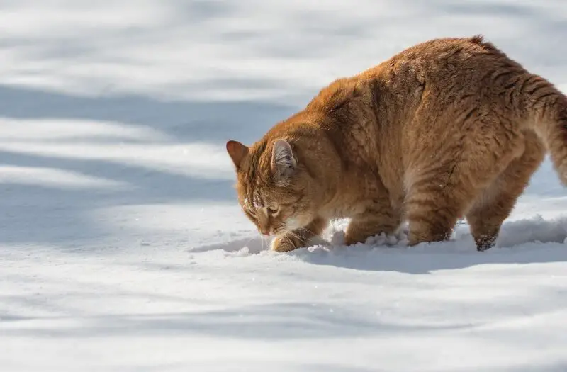 A cat digging a hole in the snow outside