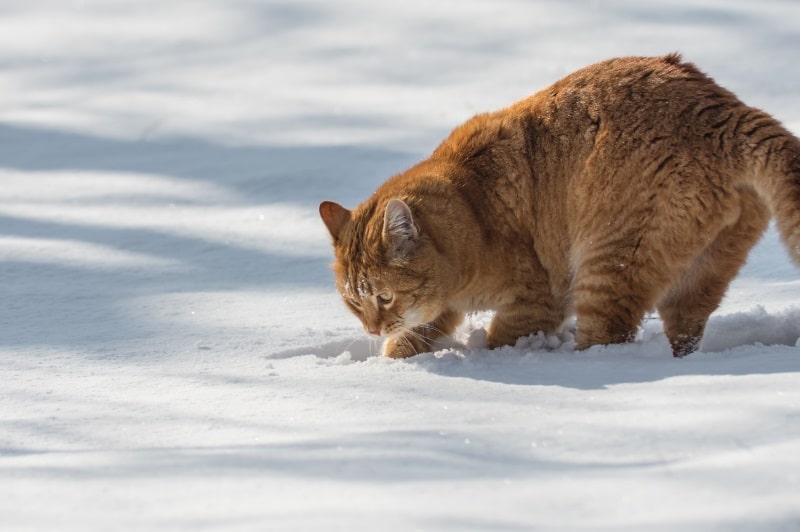 Why does my cat try to bury her food? - Catpointers