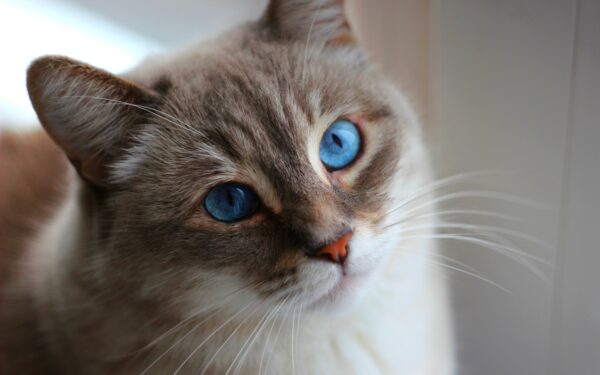 A close-up of a blue eyed cat