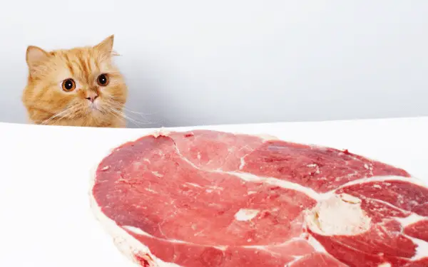 piece of beef with cat in background considering eating it