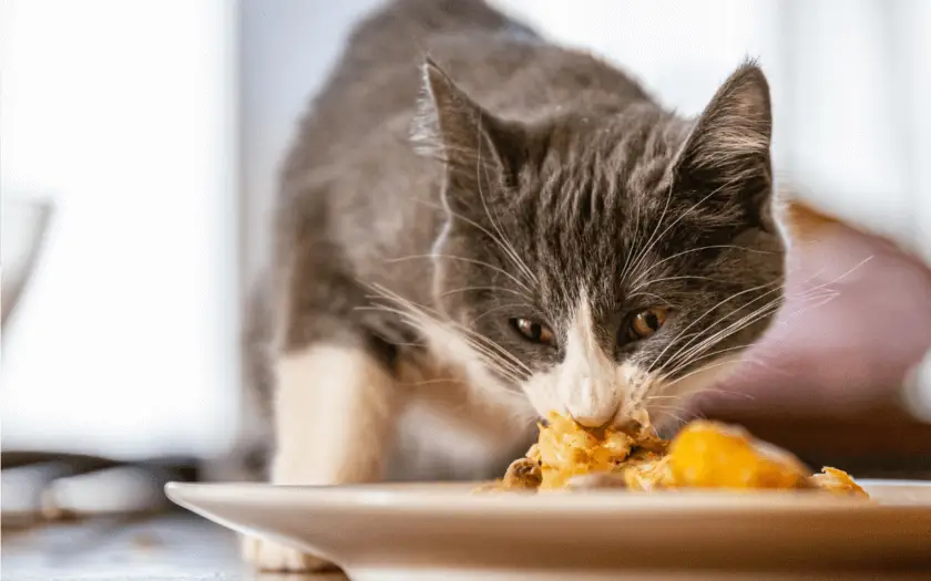 cat eating potatoes from a dinner plate