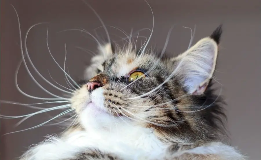 Should You Trim Cat Whiskers?  