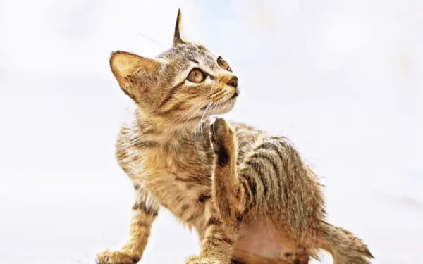 Tabby kitten scratching herself because cat's flea treatment is not working