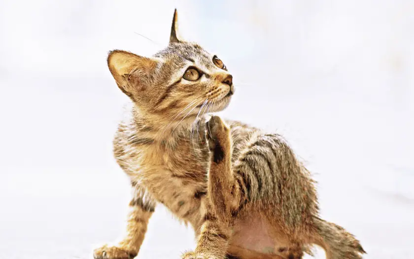Tabby kitten scratching herself because cat's flea treatment is not working