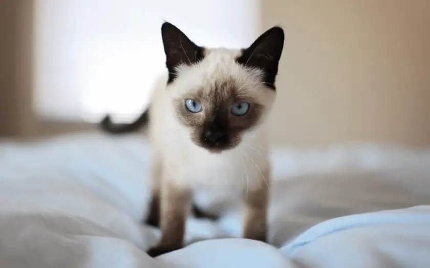 Siamese kitten on bed - do Siamese cats shed hair?