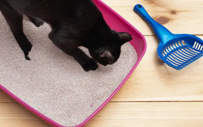 black-cat-digging-in-litter-box