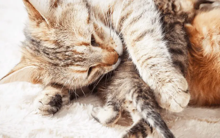 a cat with her kitten