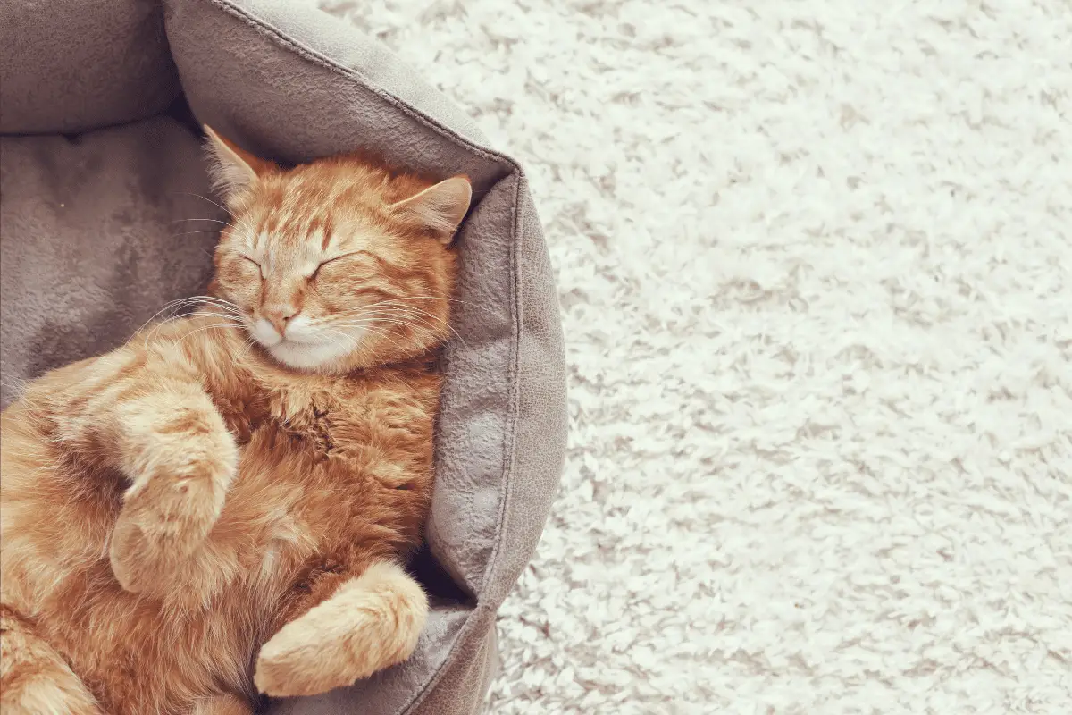 ginger cat lying on back in grey bed - do cats sleep at night?