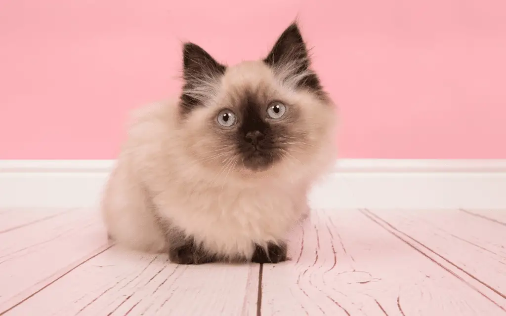 Ragdoll Cat Breed Behavior, Grooming & Personality Traits » CatPointers