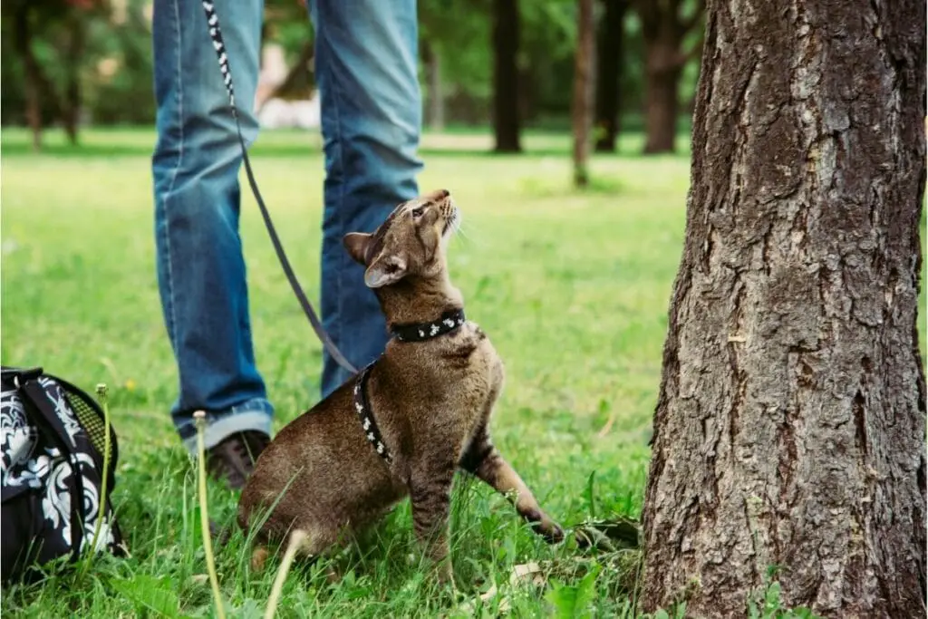 Sphynx cat in a leash and harness, looking up at a tree