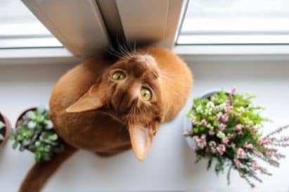 An Abyssinian with gold eyes looking up