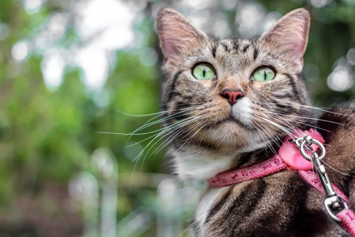 A cat in a pink harness and leash