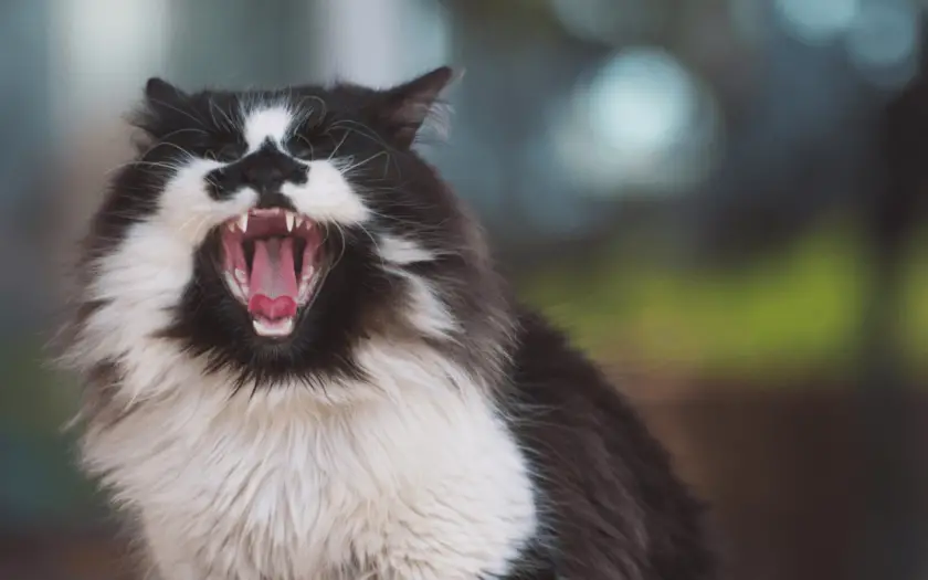 Black and white cat showing her teeth