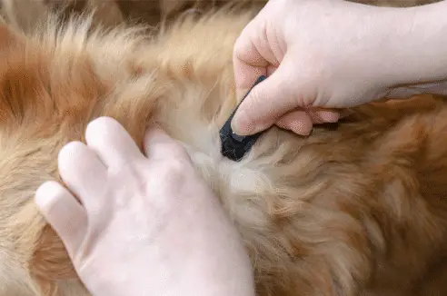 An image that shows how to effectively flea treatment to skin instead of hair