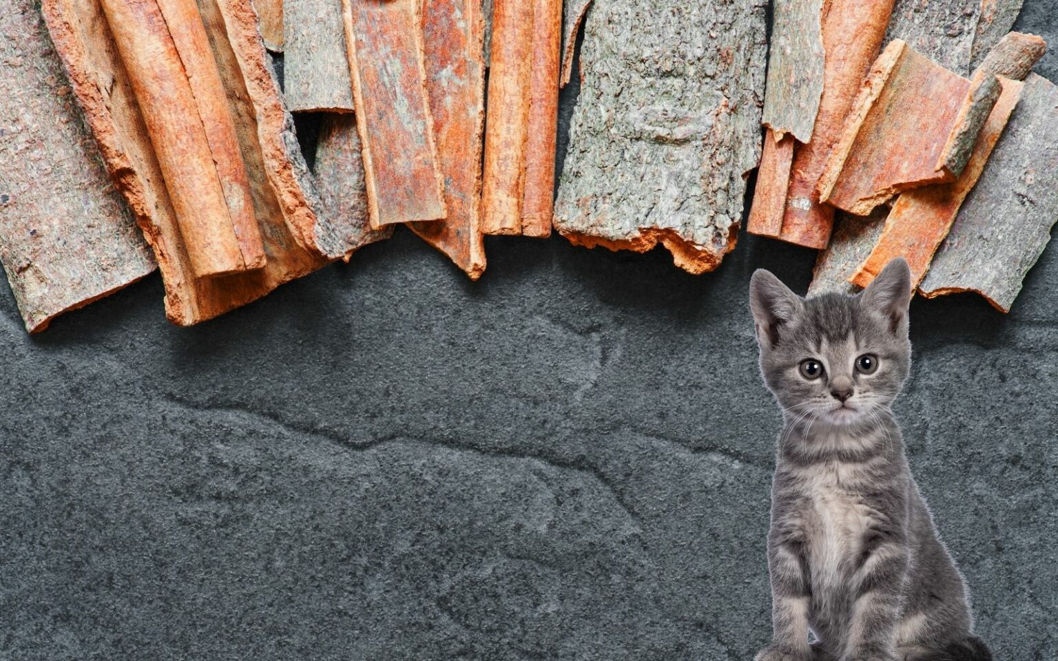 Does Cinnamon Keep Cats Away? » CatPointers