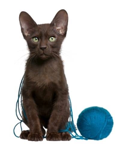 A brown kitten with a ball of yarn