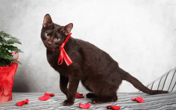 Black Havana Brown cat with red ribbons