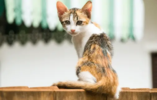 a thin tortoiseshell and white kitten is sitting on a wall - why is my cat or kitten not growing?