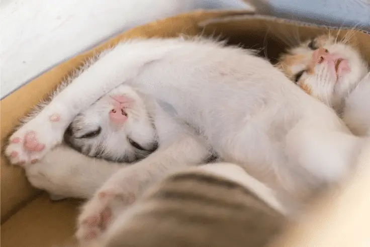 Two white cats snuggling up together