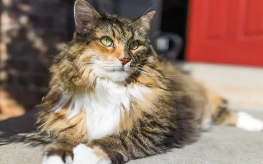 A maine coon with green eyes