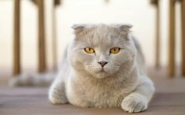 A gray scottish fold cat