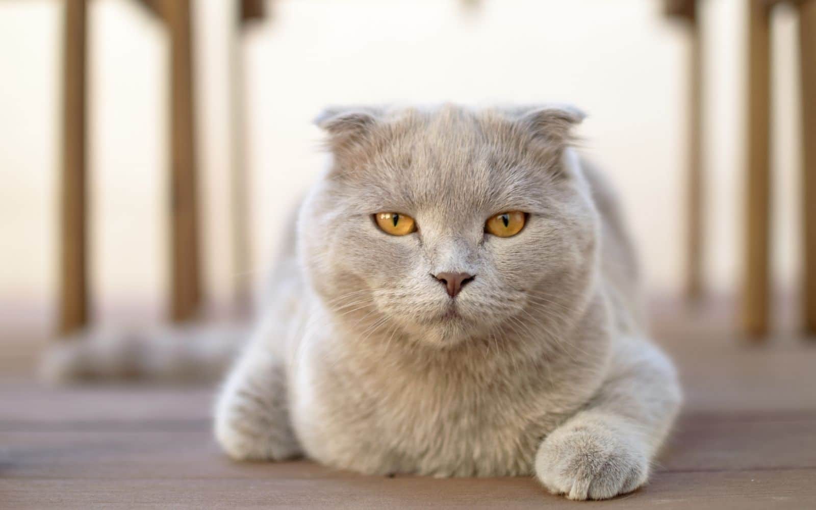 Scottish Fold Cat Breed Behavior Grooming Personality Traits scottish-fold-cat-breed-behavior-grooming-personality-traits