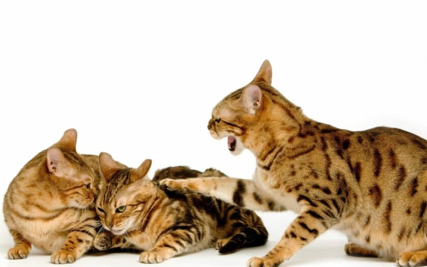 Cats And Dominance The Alpha Syndrome (How To Deal With A Dominant Cat