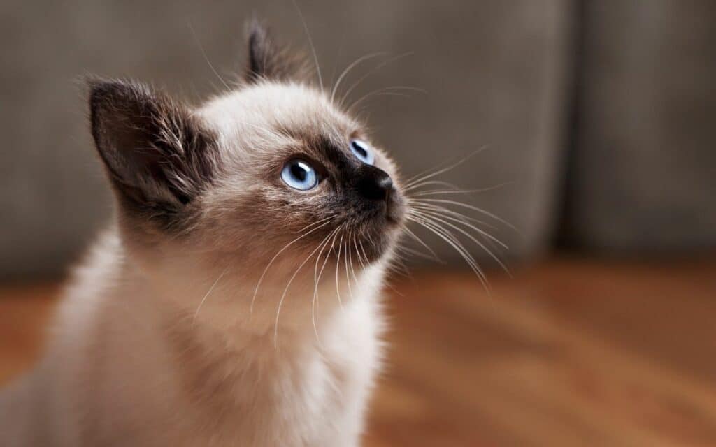 A balinese with blue eyes