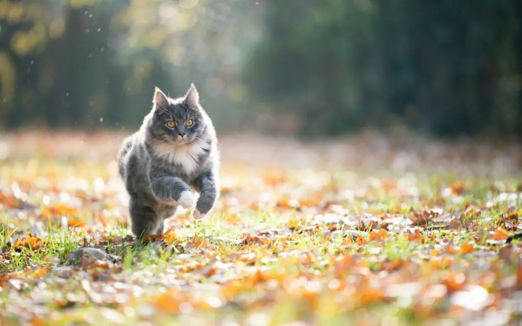 A cat running outside during autumn