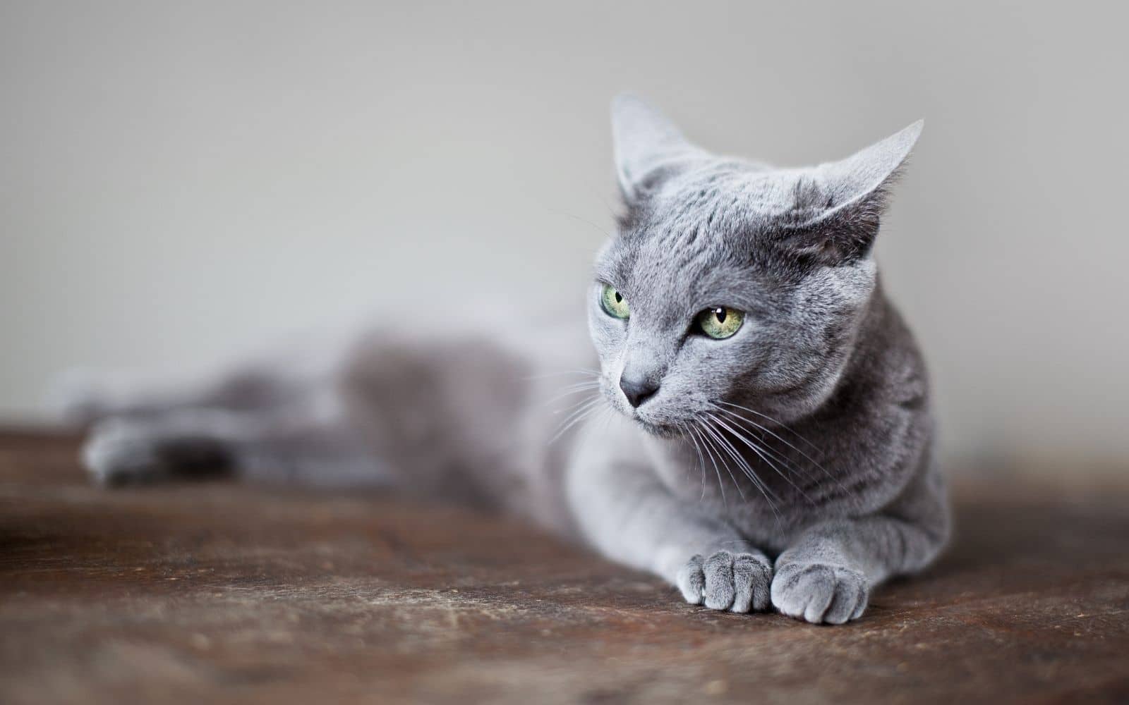 Russian Blue Cat Breed Behavior, Grooming & Personality Traits