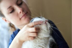 Women brushing a cat's teeth with a finger brush