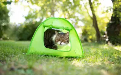 A cat in a green tent outside