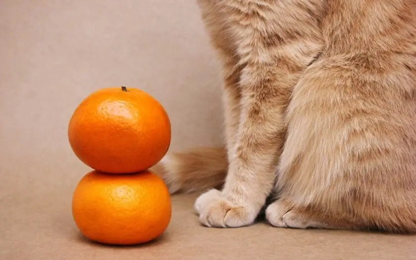 The peel of citrus fruits is not very appealing to cats