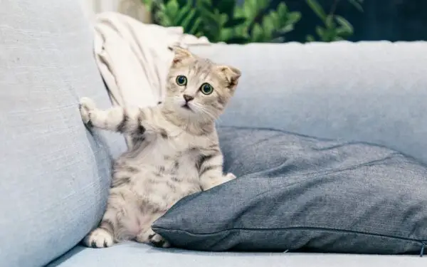A grey kitten on a grey sofa, owner is wondering how to keep cats off the furniture