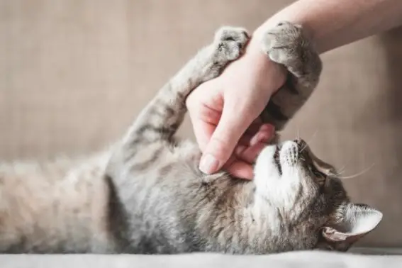 Hands touching a cat under its chin