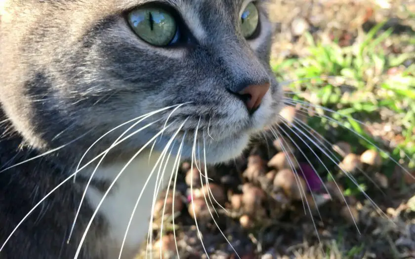 Can You Cut A Cat's Whiskers? Let's Take A Look! (Vet Answer) » CatPointers
