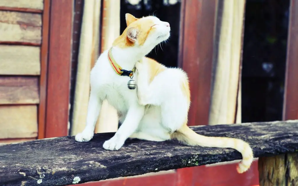 Why Does My Cat Keep Scratching Its Neck? (4 Common Causes) » CatPointers