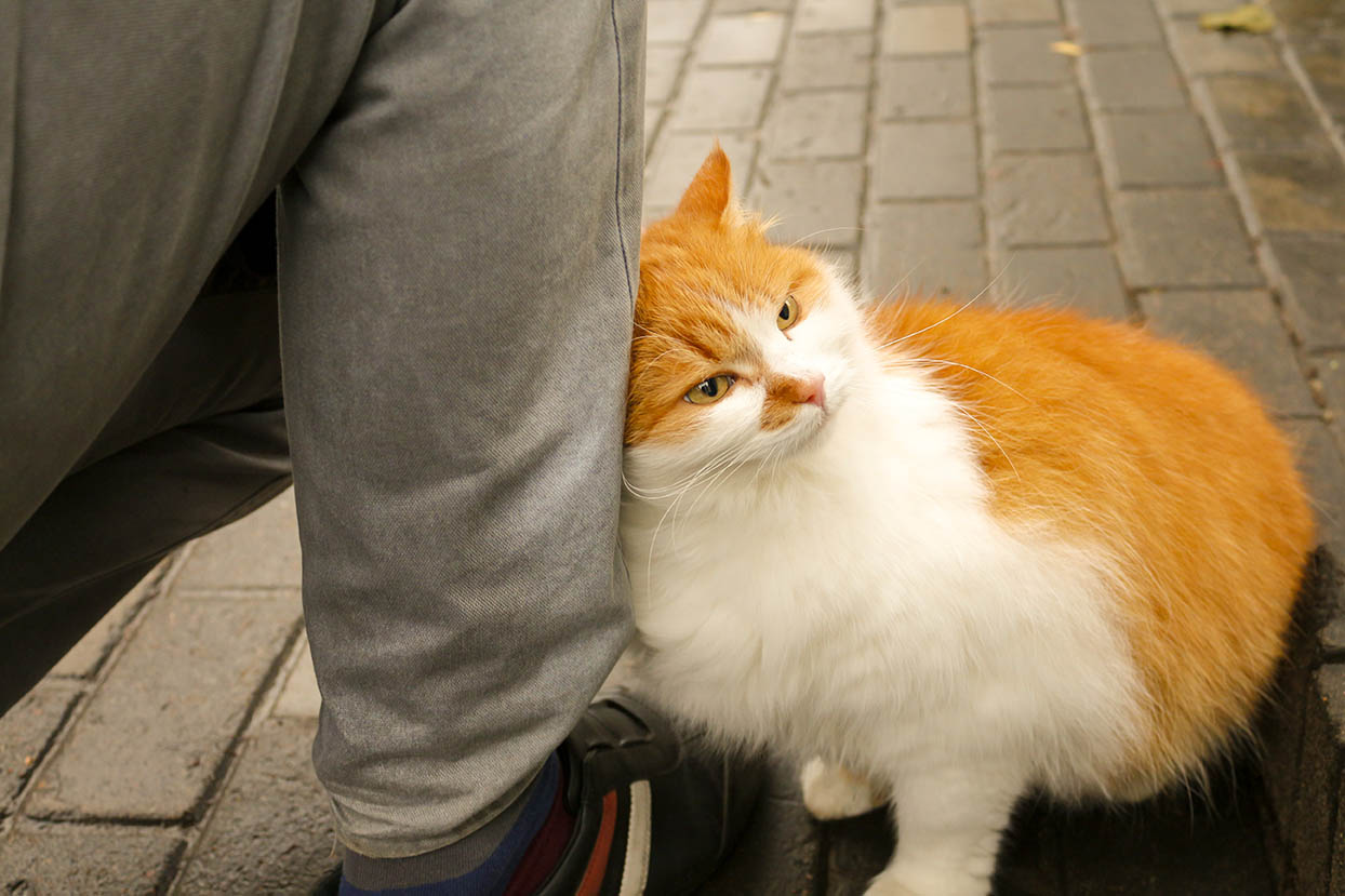 My Cat Won't Leave Me Alone! (6 Reasons For Clingy Behavior) » CatPointers