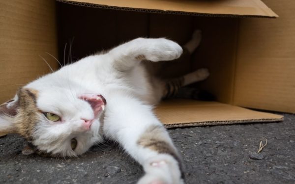 A cat acting weird in a box