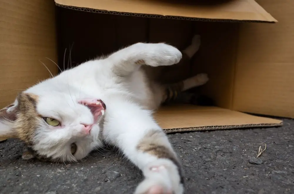 A cat acting weird in a box