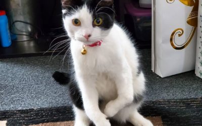 A cat with twisted front legs