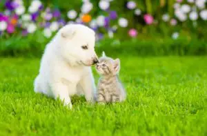 How to Raise a Kitten and a Puppy Together