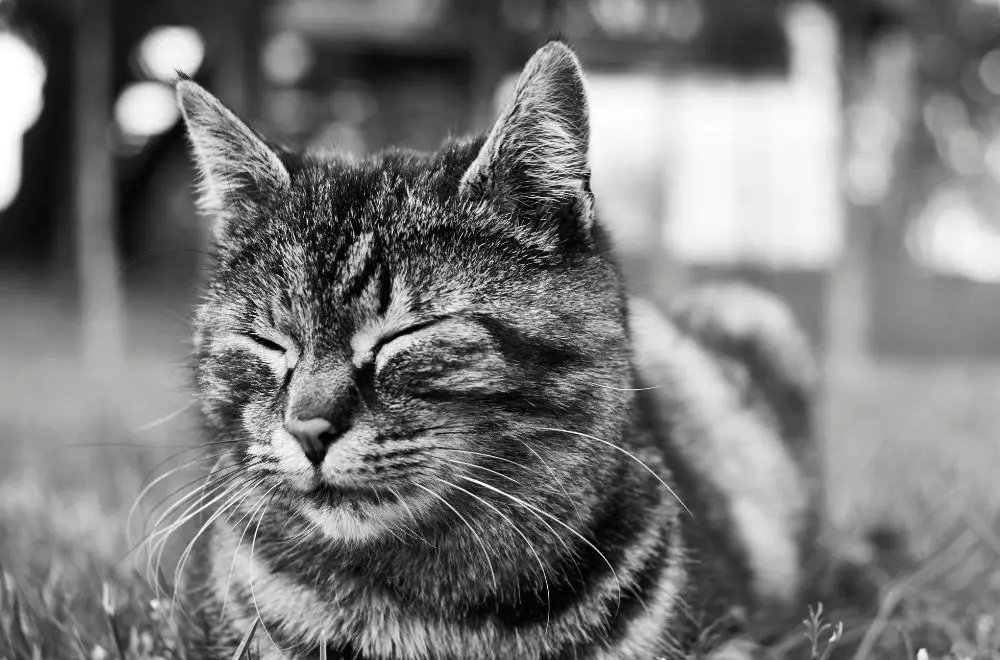 why do cats slow blink when you talk to them