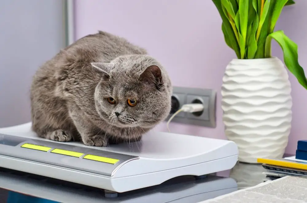 A brown British Shorthair is sitting on a digital scale
