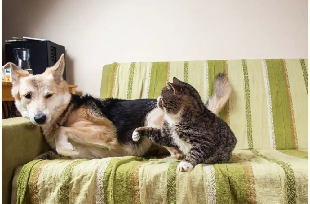 My Cat Is Attacking My Dog! (Causes & Solutions) » CatPointers